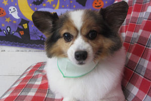 メルちゃんアイキャッチ