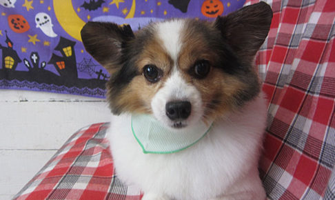 メルちゃんアイキャッチ