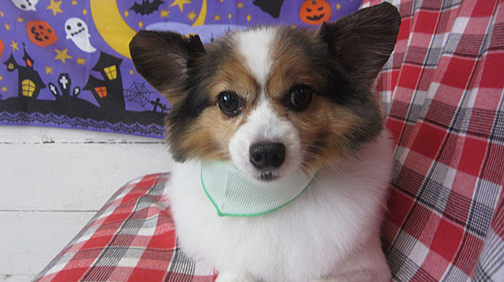 メルちゃんアイキャッチ