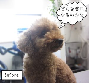 TPのてんこちゃんカット前