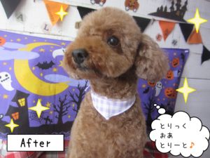 TPのてんこちゃんカット後