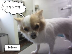 チワワのミリンちゃんカット前