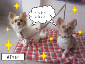 チワワのミリンちゃんソルトちゃんカット後