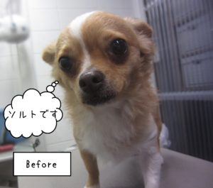 チワワのソルトちゃんカット前