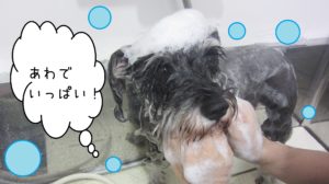 シャンプーＭシュナ