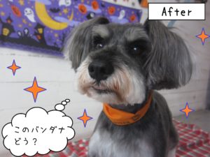 仕上がりMシュナ