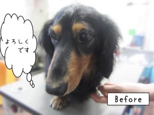 よろしくダックス