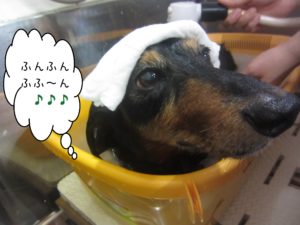 お風呂ダックス