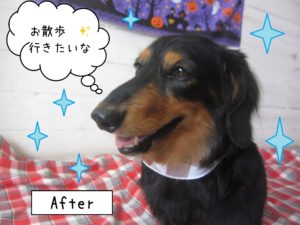 仕上がりダックス