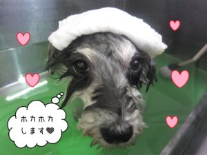 MSのベルちゃんスパ中