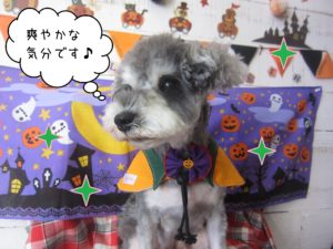 MSのベルちゃん施術後