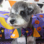 ベルちゃんアイキャッチ