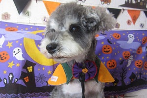 ベルちゃんアイキャッチ