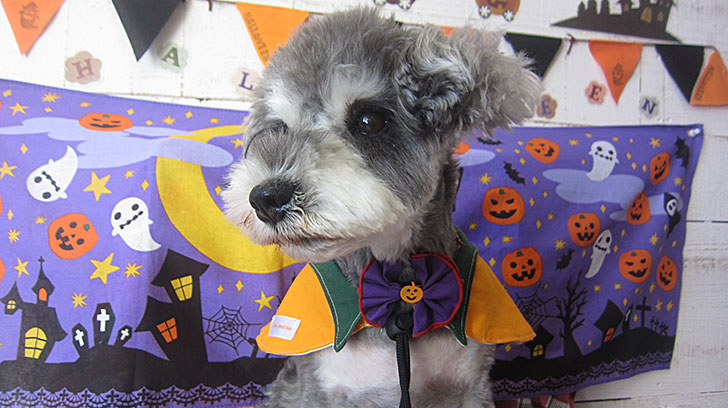 ベルちゃんアイキャッチ