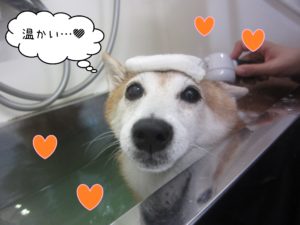 豆柴の花ちゃんスパ中