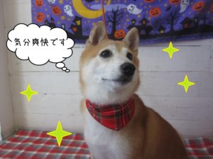 豆柴の花ちゃん施術後