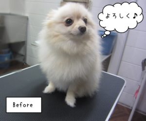 PMの雪ちゃんカット前