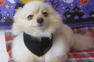 雪ちゃんアイキャッチ