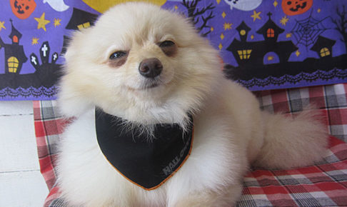 雪ちゃんアイキャッチ