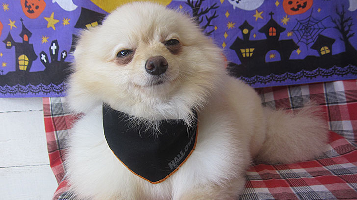 雪ちゃんアイキャッチ