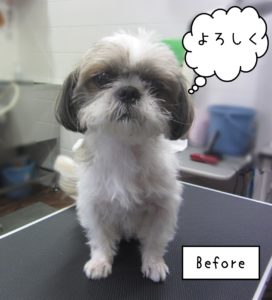 SZの小太郎ちゃんカット前