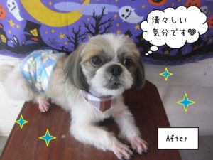 SZの小太郎ちゃん施術後