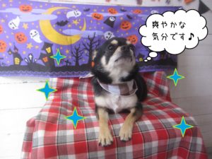 チワワのラッキーちゃん施術後