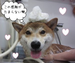 柴犬のもなちゃんシャンプー中