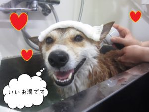 柴犬のもなちゃんスパ中