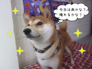 柴犬のもなちゃん施術後
