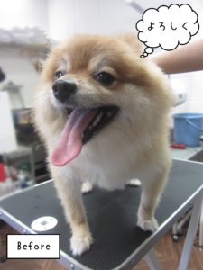 PMのこまぬちゃんカット前