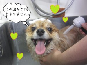 PMのこまぬちゃんスパ中