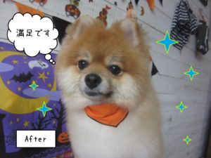 PMのこまぬちゃん施術後