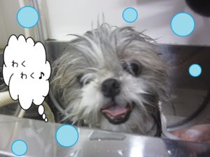 シャンプーシーズー