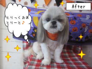 仕上がりシーズー