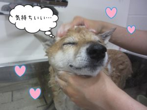 柴犬のメイちゃんシャンプー中