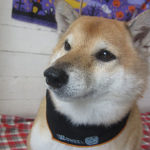 メイちゃんアイキャッチ