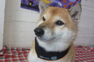 メイちゃんアイキャッチ