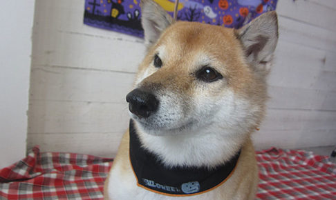 メイちゃんアイキャッチ