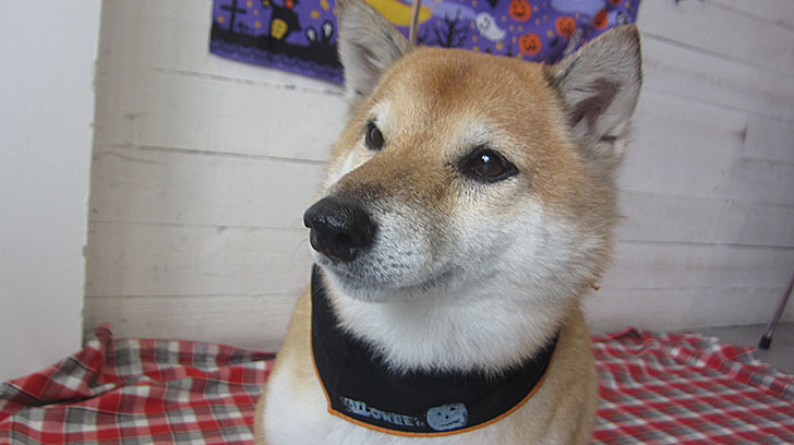 メイちゃんアイキャッチ