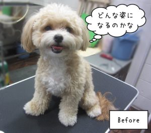 MIXのりくちゃんカット前