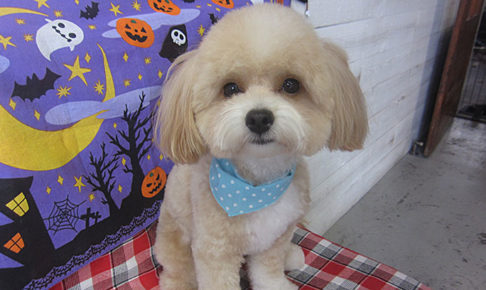 りくちゃんアイキャッチ