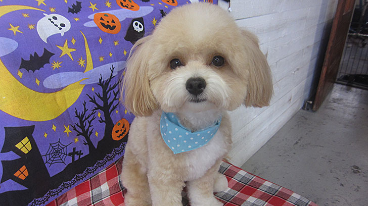 りくちゃんアイキャッチ