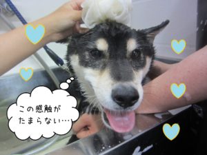 柴犬の吉助ちゃんシャンプー中