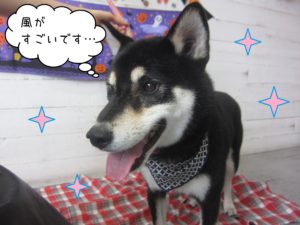 柴犬の吉助ちゃん施術後