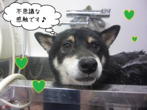 柴犬のカールちゃんシャンプー中