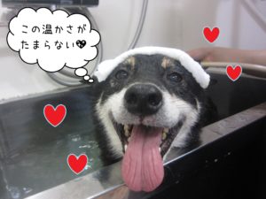 柴犬のカールちゃんスパ中