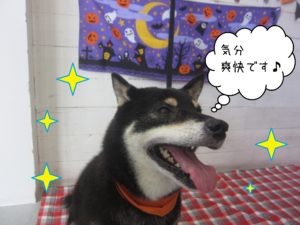 柴犬のカールちゃん施術後