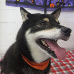 カールちゃんアイキャッチ