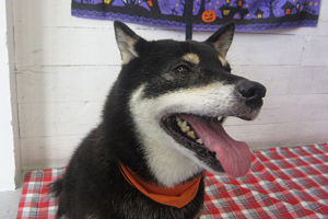 カールちゃんアイキャッチ